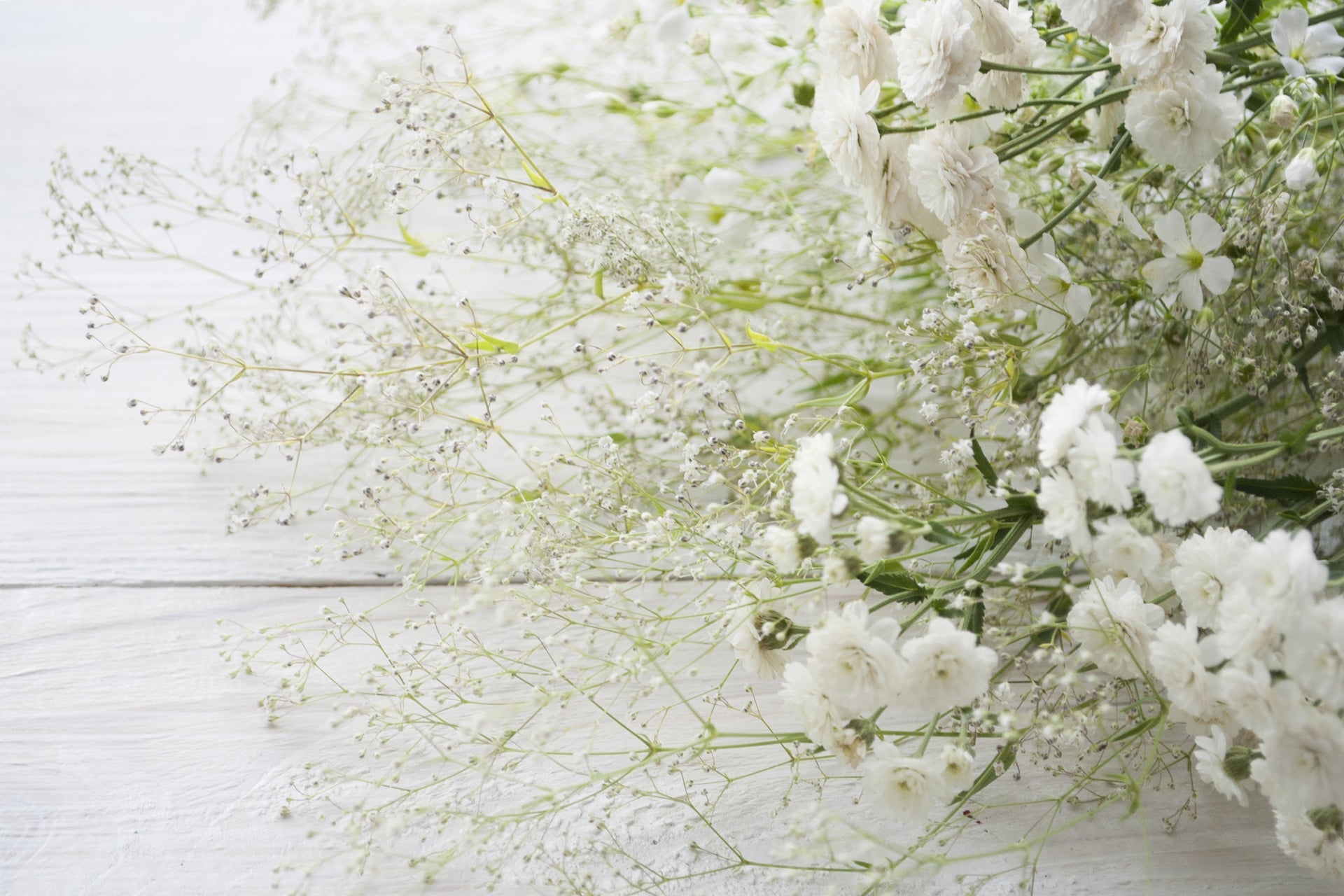 White Flowers flowers in Wilmington, DE | Pike Creek Flowers