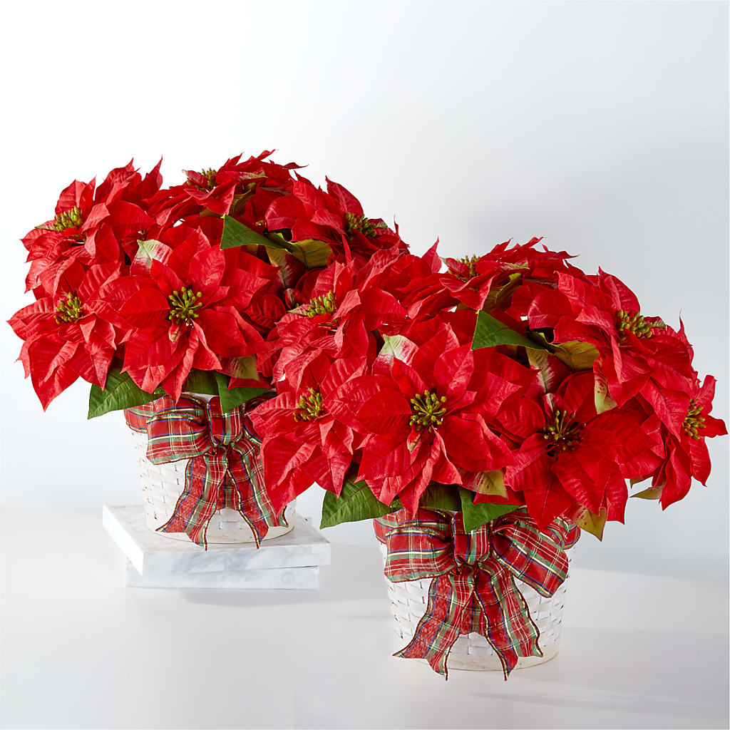 Happiest Holidays Poinsettia Bundle – PIKE CREEK FLOWERS & GIFTS, Wilmington DE