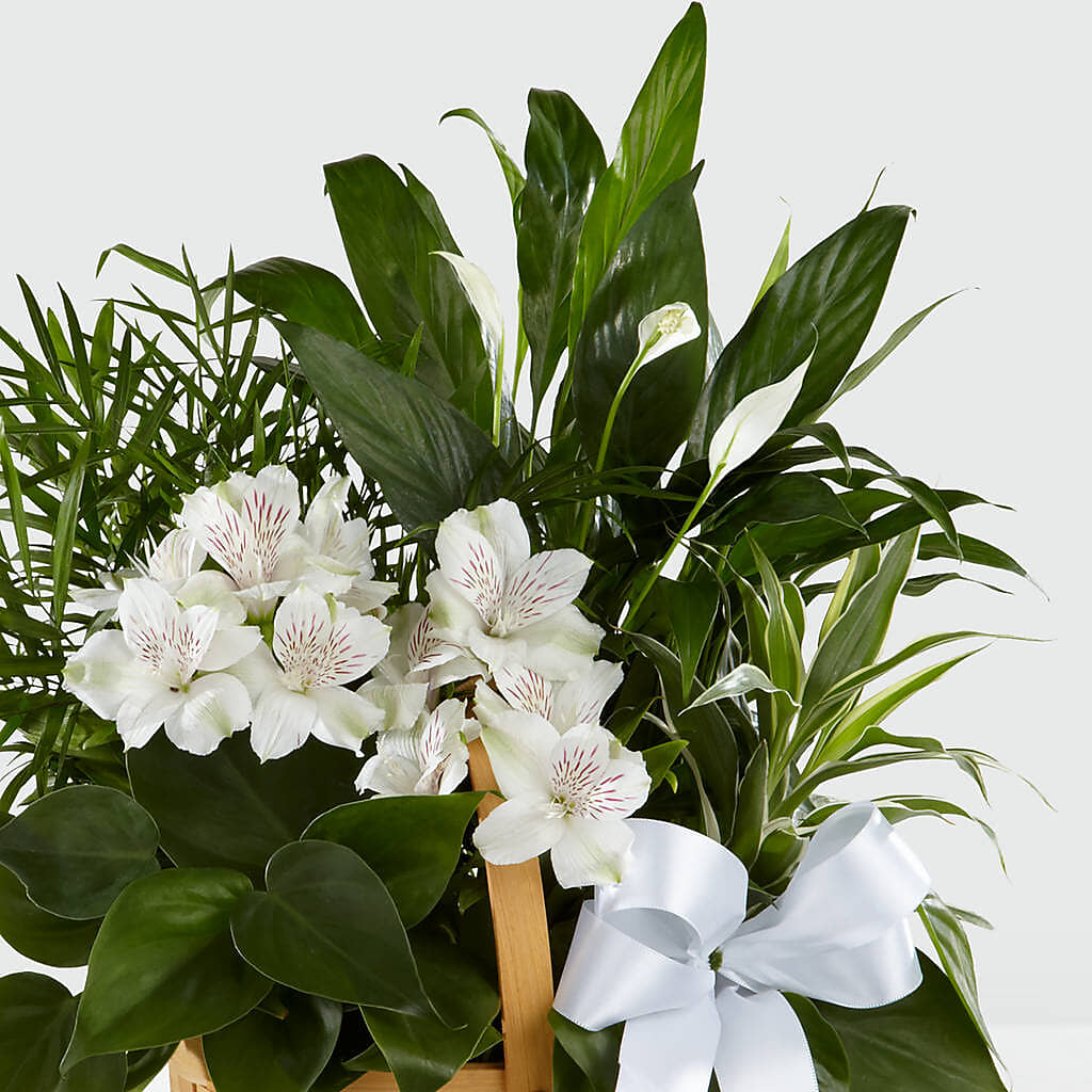 Peace & Serenity Dishgarden – PIKE CREEK FLOWERS & GIFTS, Wilmington DE