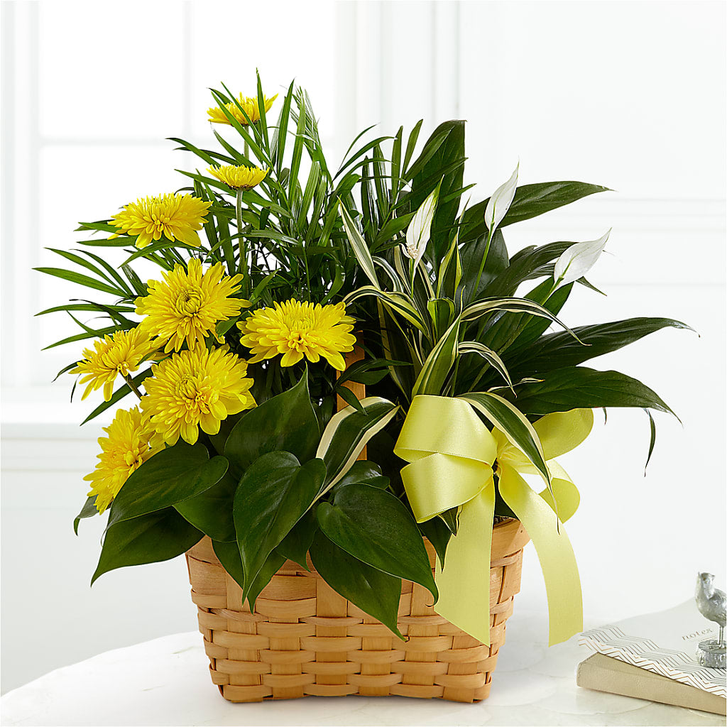Loving Light Dishgarden – PIKE CREEK FLOWERS & GIFTS, Wilmington DE