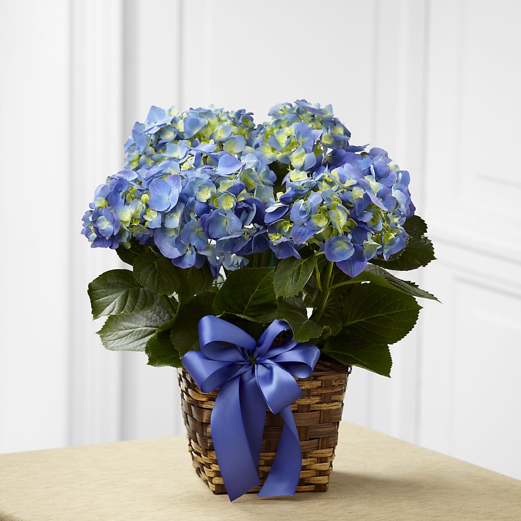 Blue Hydrangea Planter – PIKE CREEK FLOWERS & GIFTS, Wilmington DE