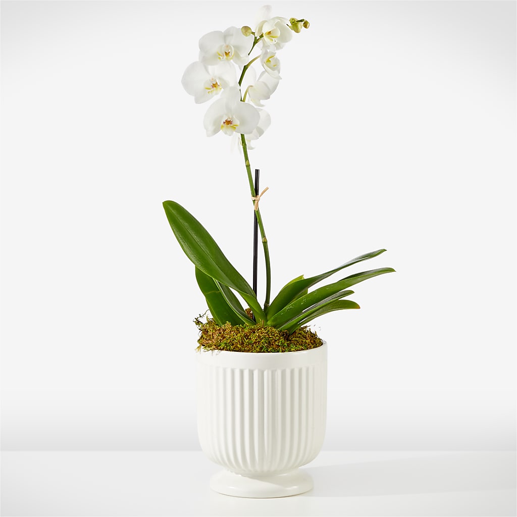 Whispering White Orchid – PIKE CREEK FLOWERS & GIFTS, Wilmington DE
