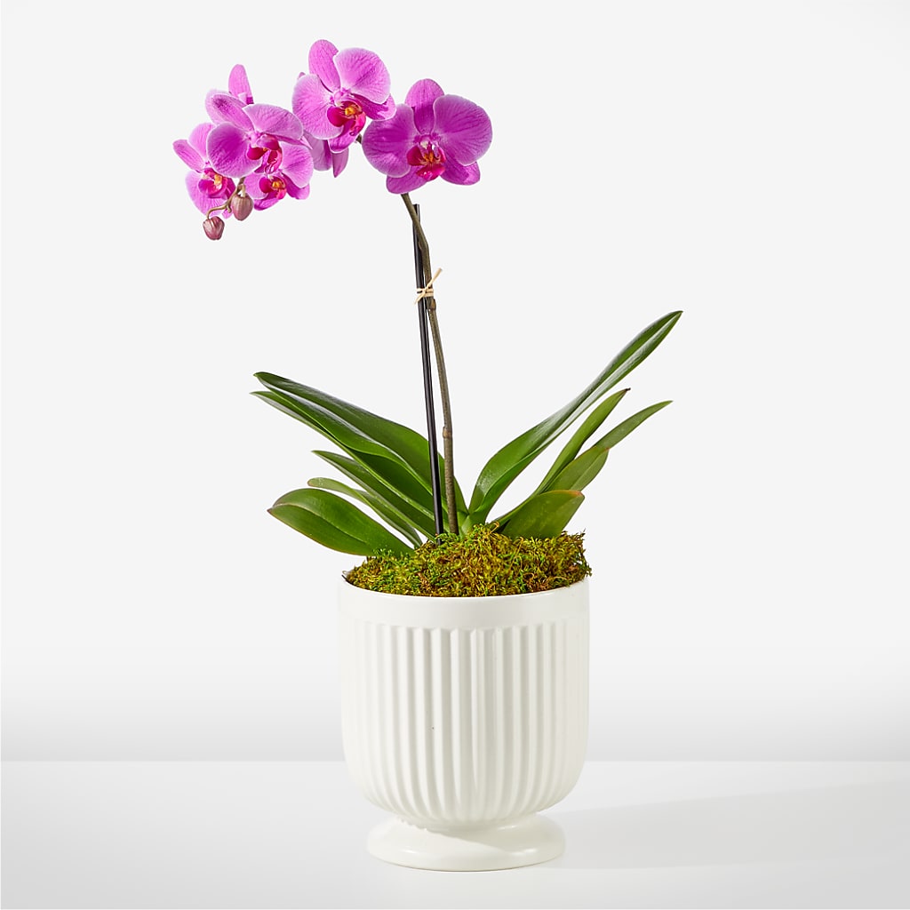 Friendly Fuchsia Orchid – PIKE CREEK FLOWERS & GIFTS, Wilmington DE