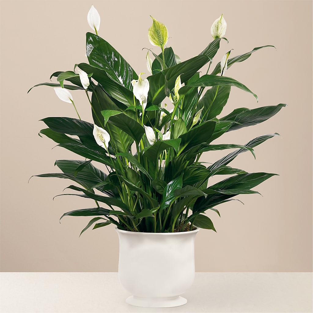 Comfort Planter – PIKE CREEK FLOWERS & GIFTS, Wilmington DE