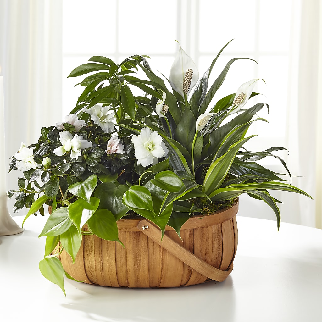 Serene Dishgarden – PIKE CREEK FLOWERS & GIFTS, Wilmington DE