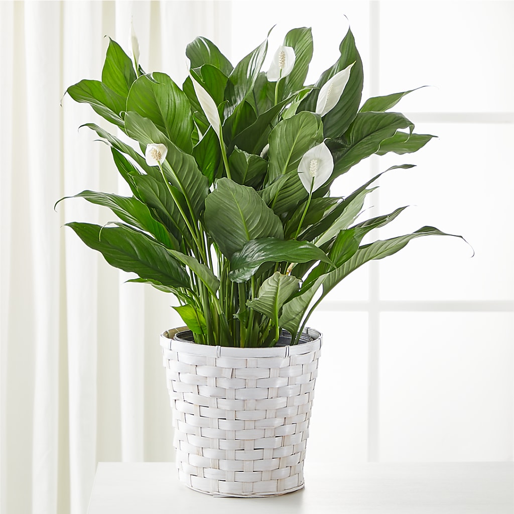 A New Leaf Peace Lily – PIKE CREEK FLOWERS & GIFTS, Wilmington DE