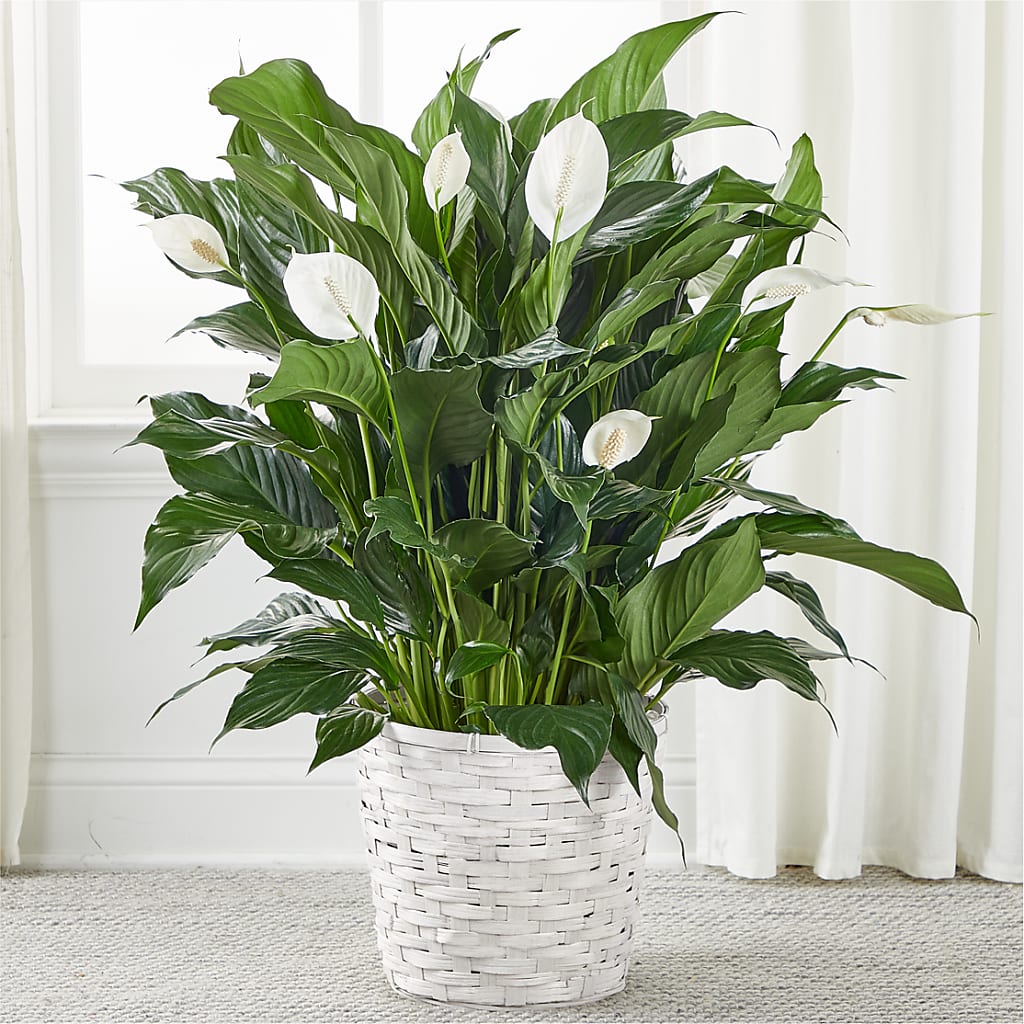 A New Leaf Peace Lily – PIKE CREEK FLOWERS & GIFTS, Wilmington DE