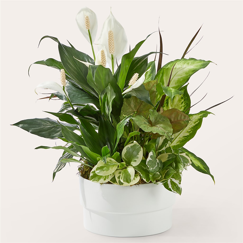 Radiating Positivity Dishgarden – PIKE CREEK FLOWERS & GIFTS, Wilmington DE