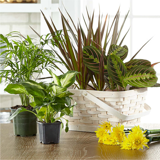 Florist Designed Blooming and Green Plants in a Basket – PIKE CREEK FLOWERS & GIFTS, Wilmington DE