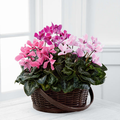 Mixed Cyclamen Planter – PIKE CREEK FLOWERS & GIFTS, Wilmington DE