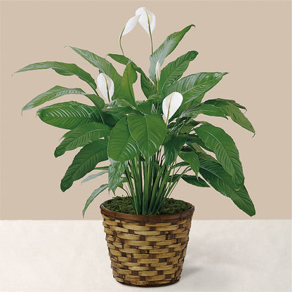 Tranquil Moments Peace Lily Plant – PIKE CREEK FLOWERS & GIFTS, Wilmington DE