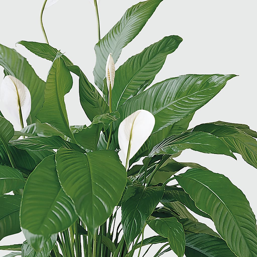 Tranquil Moments Peace Lily Plant – PIKE CREEK FLOWERS & GIFTS, Wilmington DE