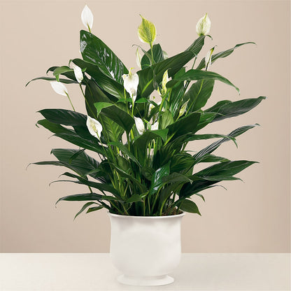 Comfort Planter – PIKE CREEK FLOWERS & GIFTS, Wilmington DE