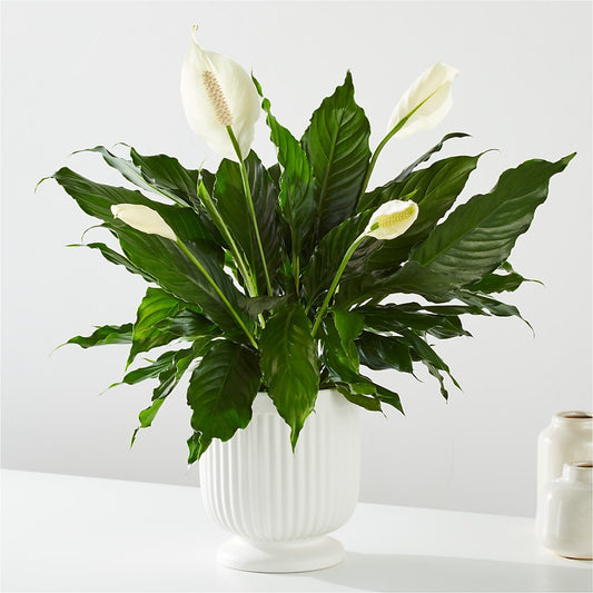 Comfort Planter – PIKE CREEK FLOWERS & GIFTS, Wilmington DE