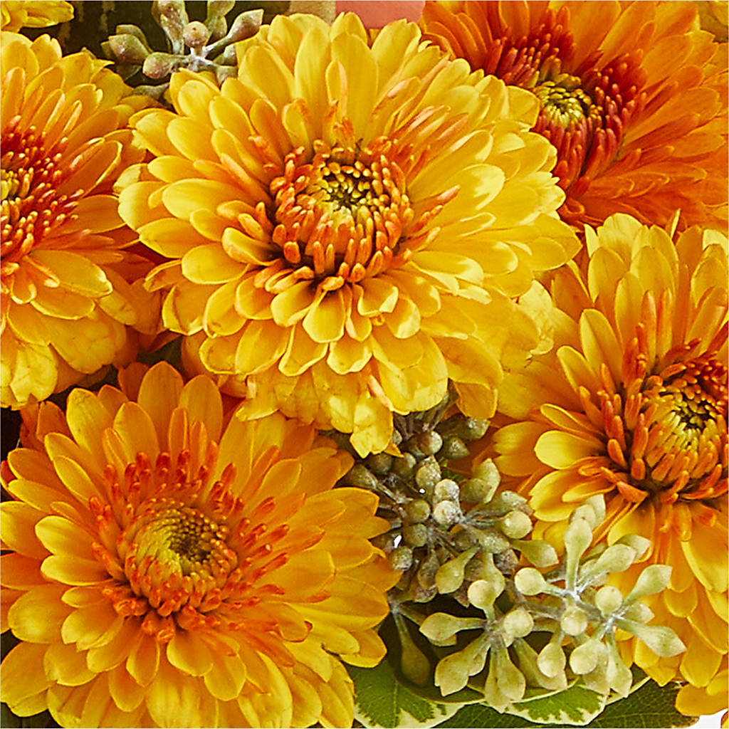 Peachy Pumpkin – PIKE CREEK FLOWERS & GIFTS, Wilmington DE
