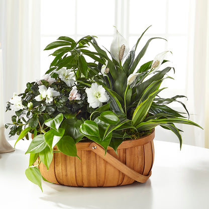 Serene Dishgarden – PIKE CREEK FLOWERS & GIFTS, Wilmington DE