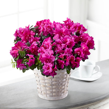 Hope & Serenity Azalea Plant – PIKE CREEK FLOWERS & GIFTS, Wilmington DE