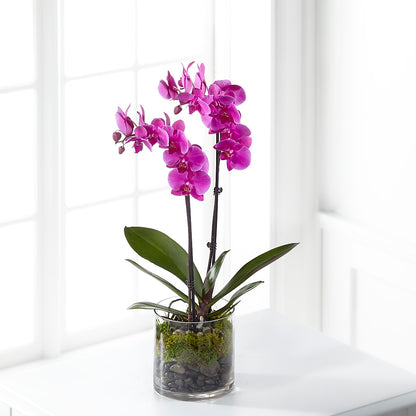 Pink Orchid Plant – PIKE CREEK FLOWERS & GIFTS, Wilmington DE