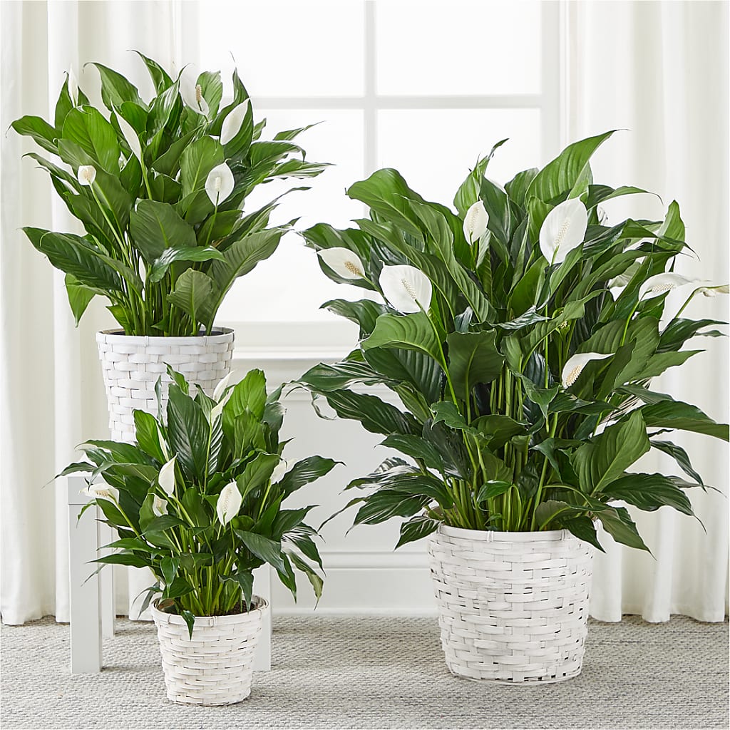 A New Leaf Peace Lily – PIKE CREEK FLOWERS & GIFTS, Wilmington DE