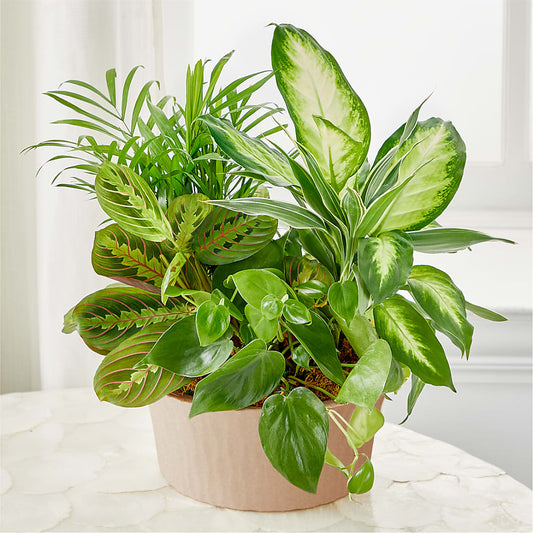 Balance & Harmony Dishgarden – PIKE CREEK FLOWERS & GIFTS, Wilmington DE
