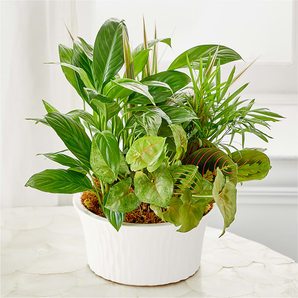 Balance & Harmony Dishgarden – PIKE CREEK FLOWERS & GIFTS, Wilmington DE