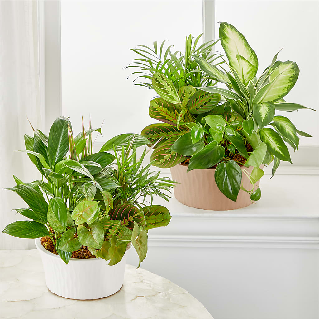 Balance & Harmony Dishgarden – PIKE CREEK FLOWERS & GIFTS, Wilmington DE